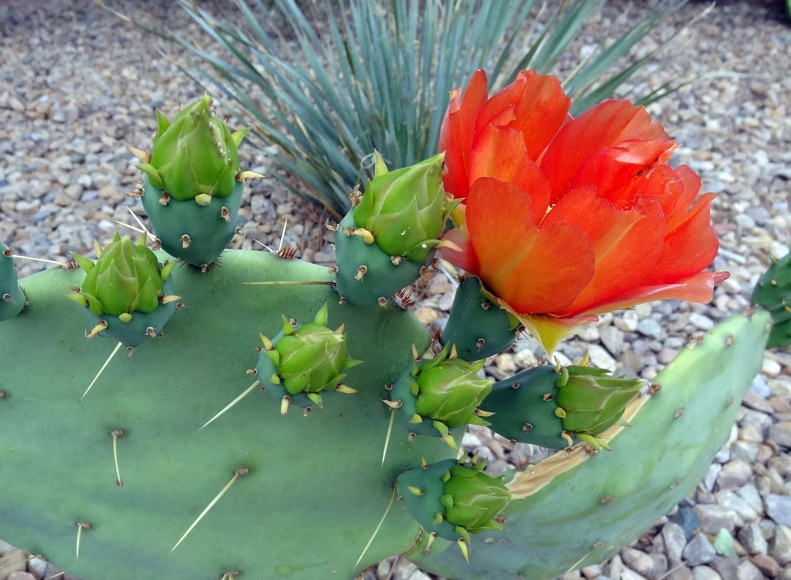 Joe's Retirement Blog Blooming Cactus, Albuquerque, New Mexico, USA