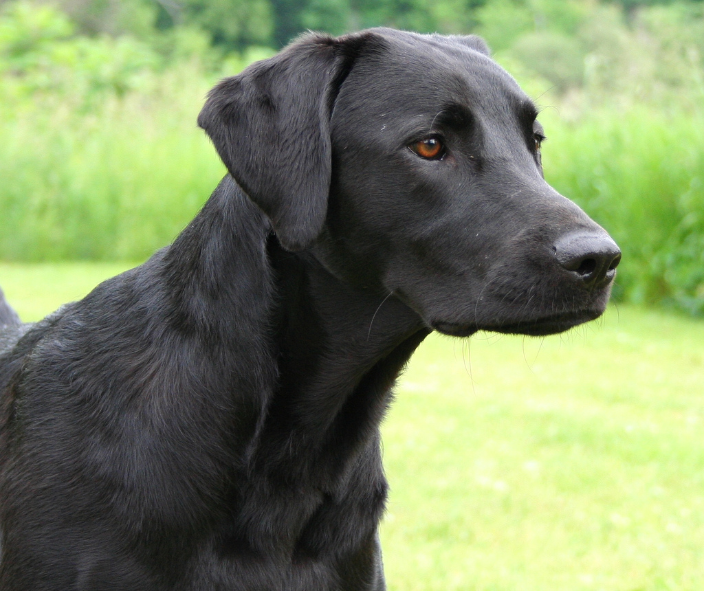 Black Lab Images