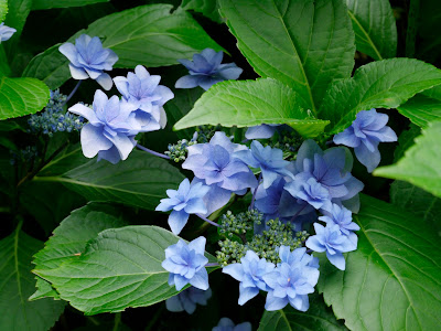 Feast Or Famine Winter Honeysuckle The Lonicera Fragrantissima