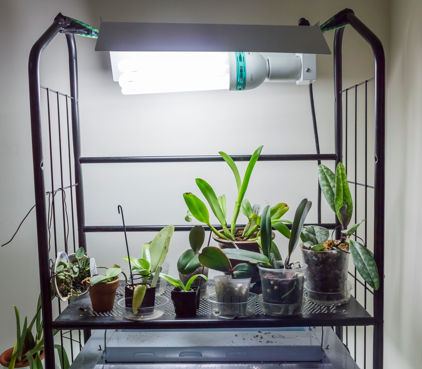 Maria's Orchids A rearrangement of the top shelf