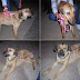 Βρέθηκε εγκαταλελειμμένη σκυλίτσα στα σύνορα Χαλανδρίου-Βριλησσίων. Δίνεται για υιοθεσία...