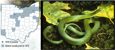 Biology of the Reptilia: Reptiles of Ohio
