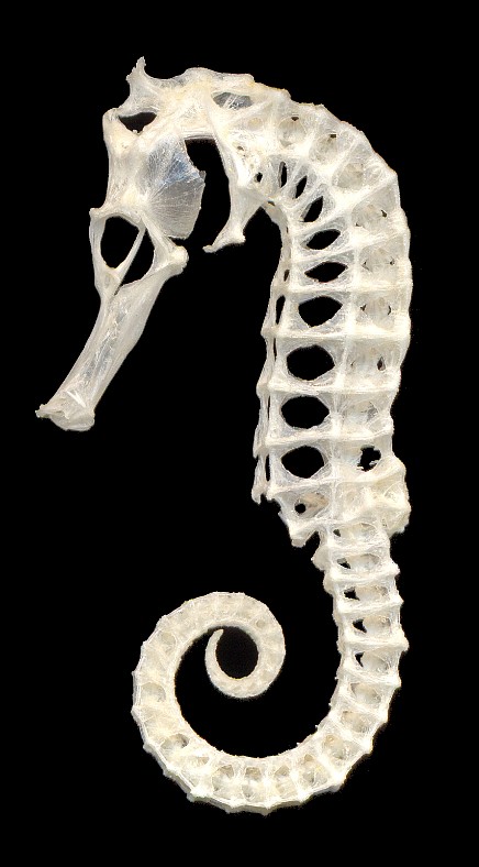 Adventures in Vertebrate Biology: The skull: Hippocampus abdominalis