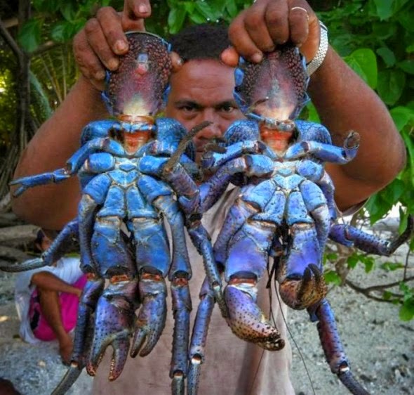 COCONUT CRAB photos wallpapers the fun bank