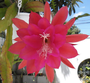 Cactus orquídea Epiphyllum vermelha c/lilás