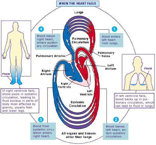 pharm d improving health gallery sympathetic vs parasympathetic chart