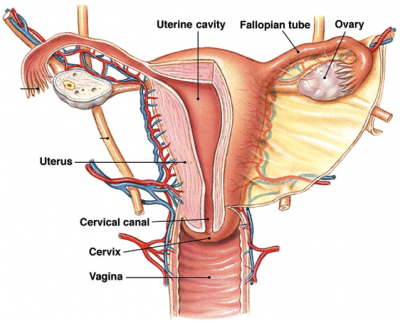 educational picture of a vagina Educational picture of a vagina