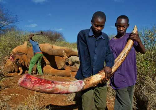 Caçadores matam elefante por causa do marfim