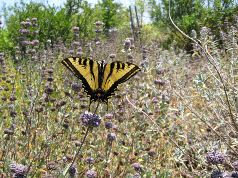 Mother Nature's Backyard - A Water-wise Garden: Western Tiger