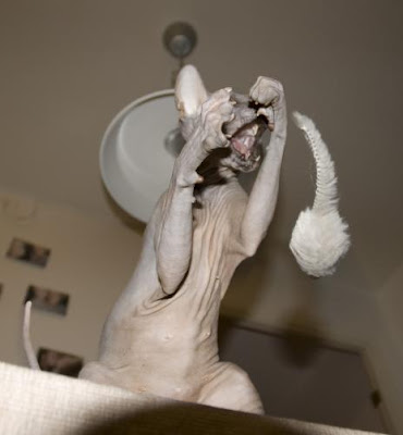 Strange Sphynx Cat with Toy Mouse Seen On www.coolpicturegallery.us