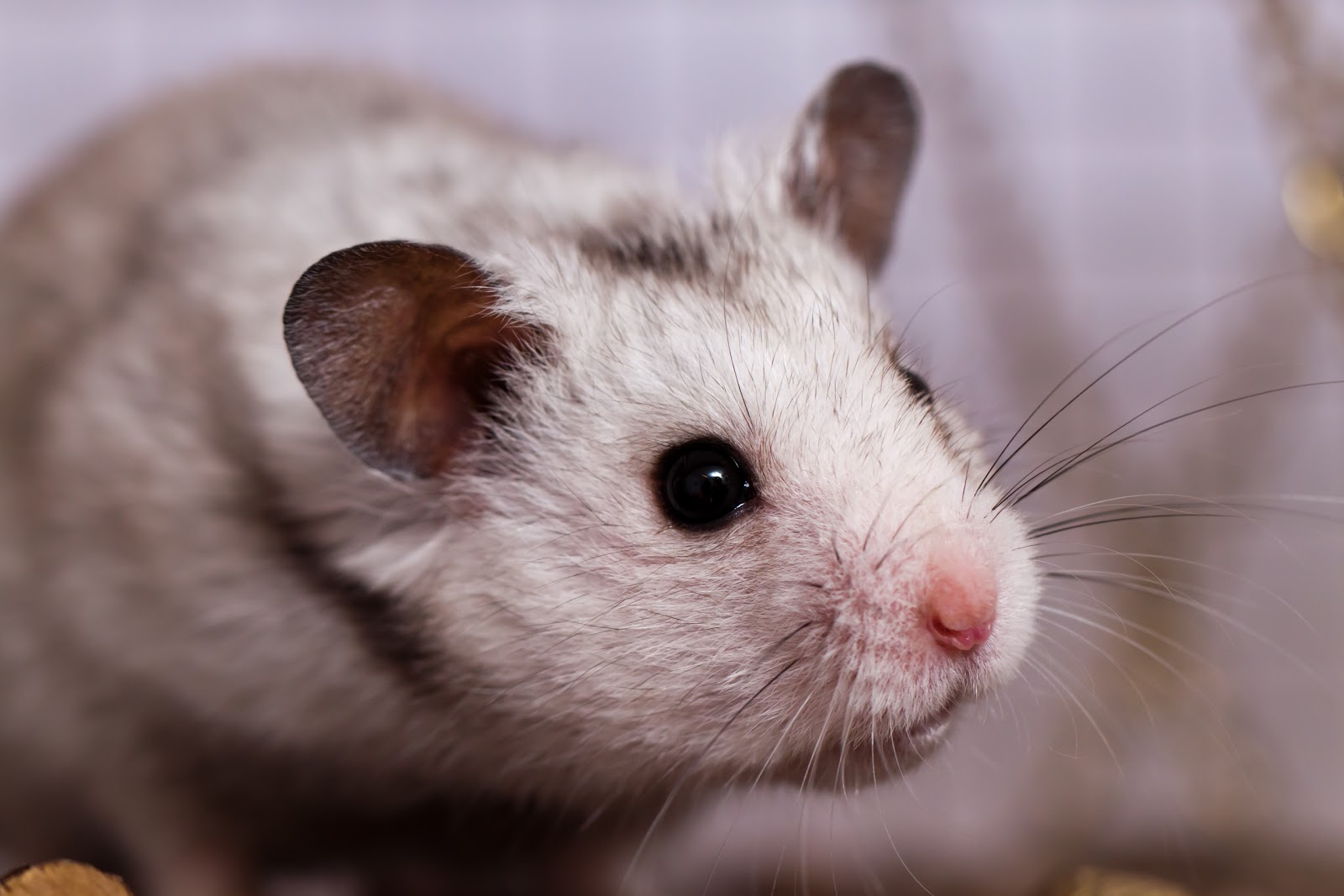 Cute Curious Hamster Wallpaper | Wallpaper ME