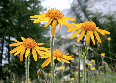 arnica alpina