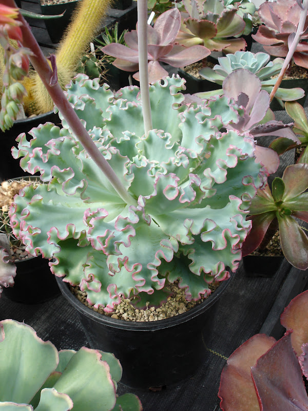 The Outlaw Gardener Watson's Nursery Tent Sale