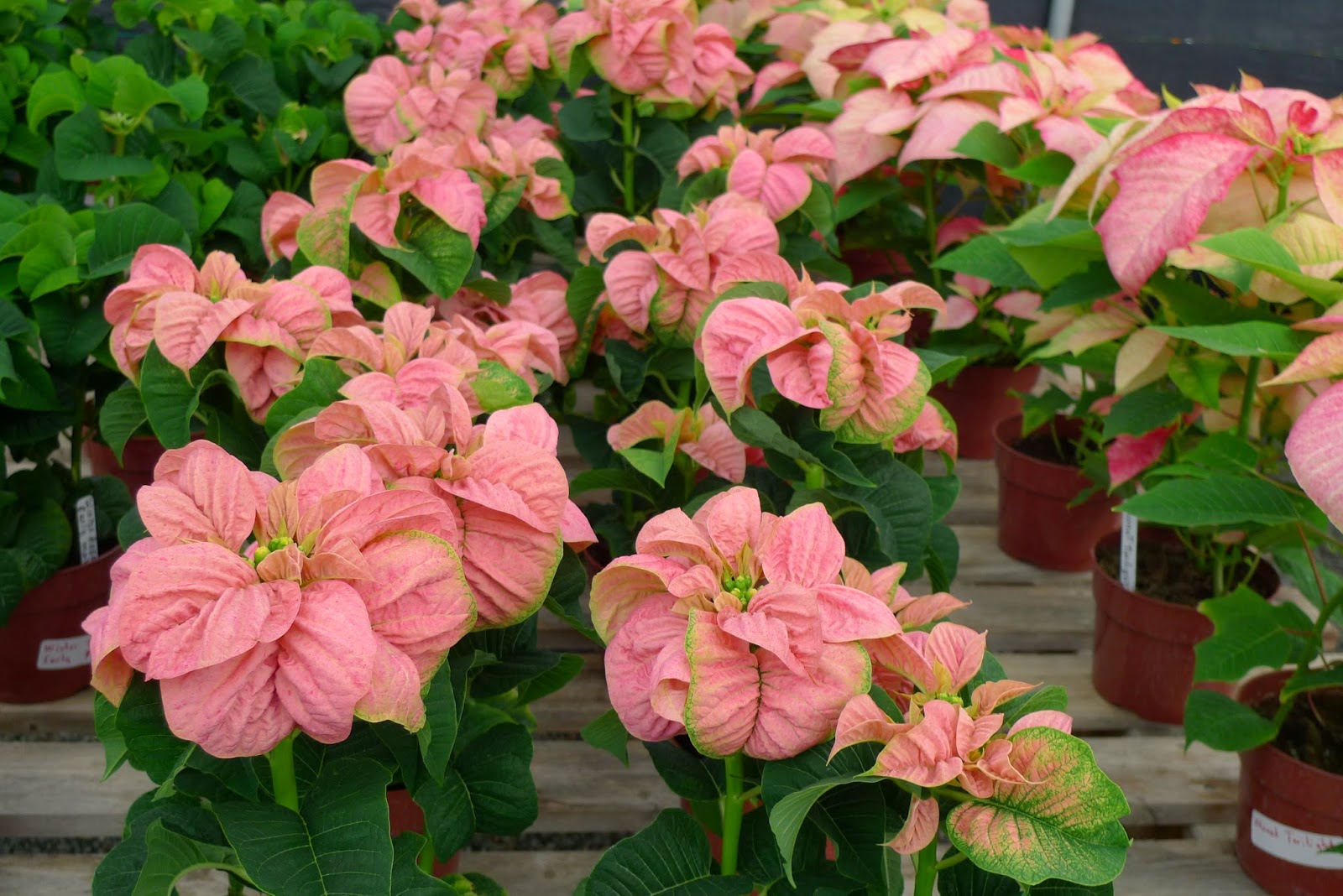 Ms. Ellaneous Poinsettia The Christmas Flower