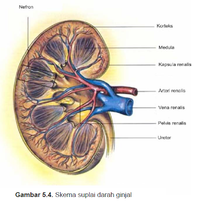 Struktur anatomi ginjal