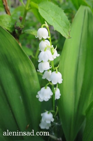 ландыш майский, Convallaria majalis, аленин сад