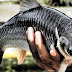 Ikan Jelawat Sungai Seruyan