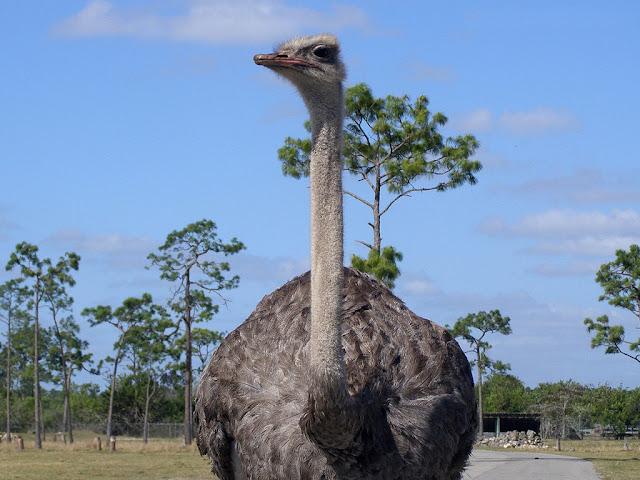 pictures of ostriches,ostrich pictures, Birds Wallpaper