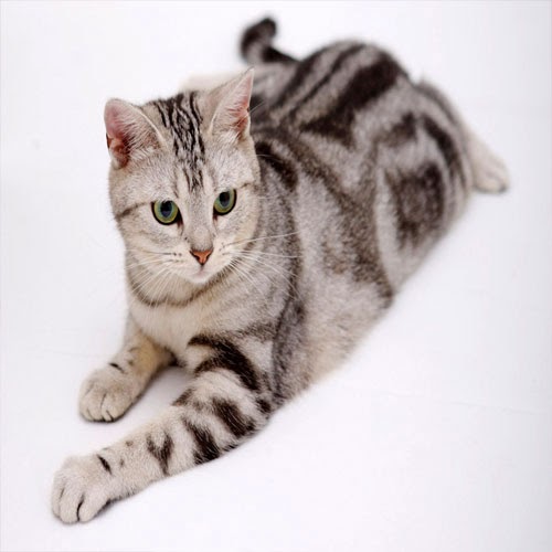 EVCİLGİLLER Evcil Kedi