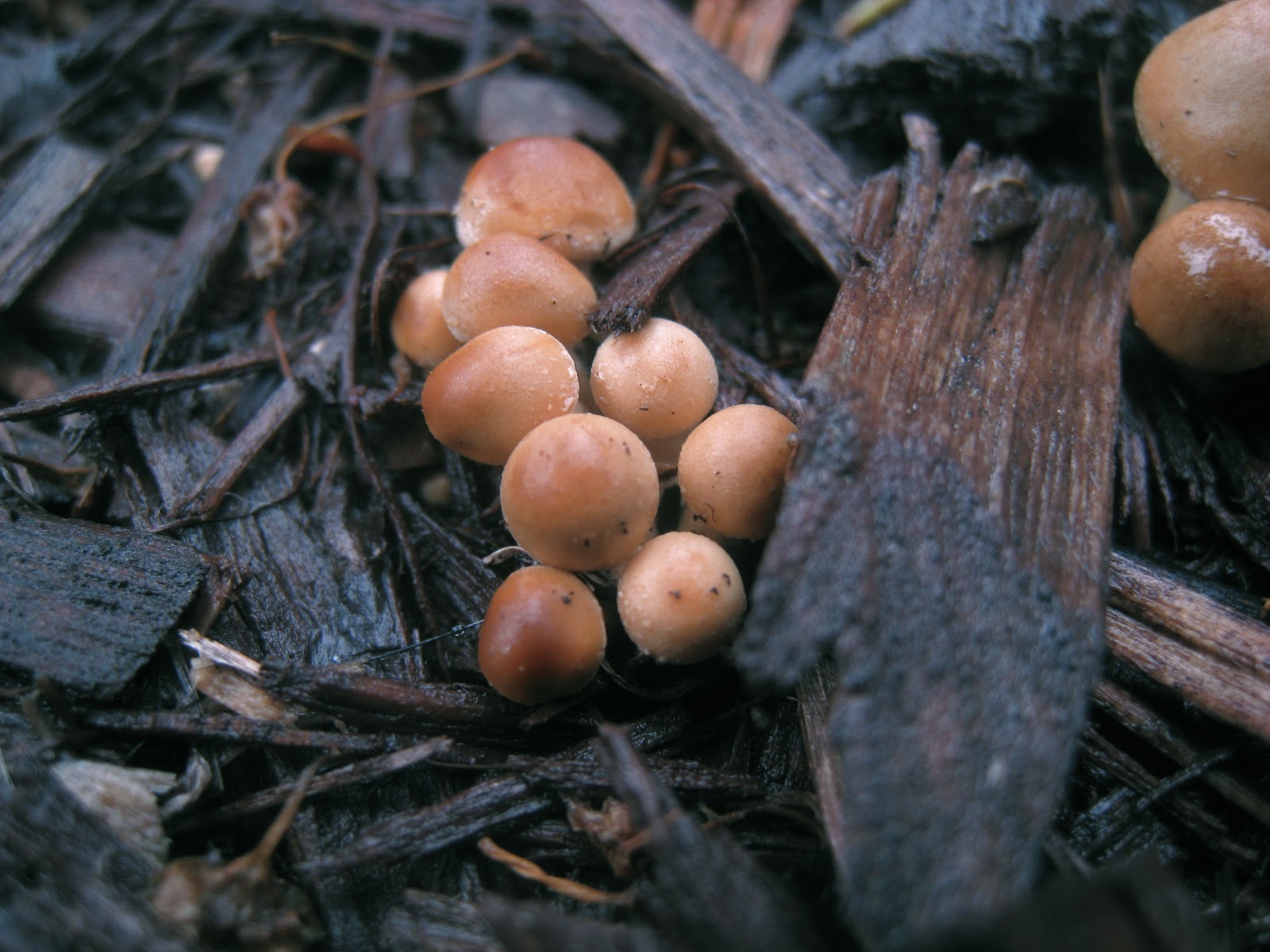 Distracted Naturalist: Recent Mushrooms - early June 2013 part I