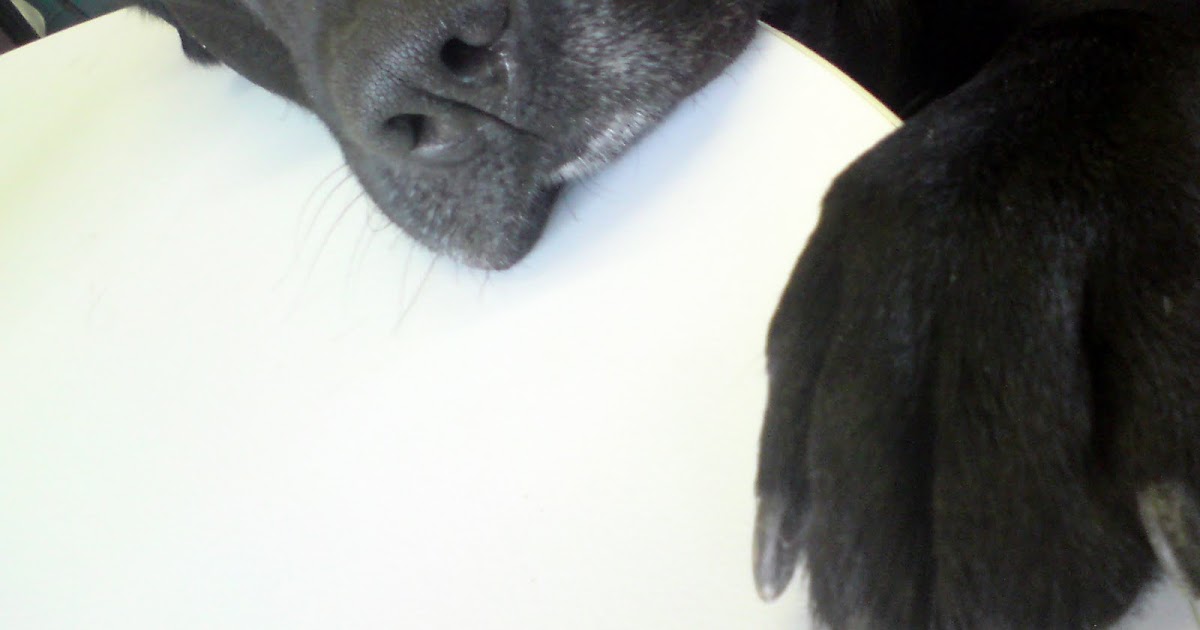 Nagelstudio Medusaschlafende Hunde wecken&hellip;im Nagelstudio