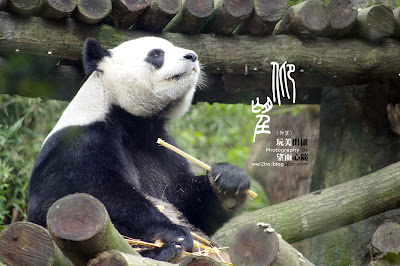 台北木柵動物園旅遊