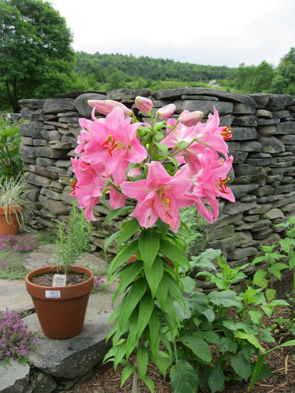 Plants and Stones Potted Lilies