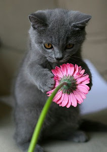 Cat and Flower