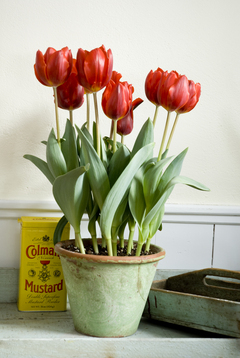 Tulip In Pot