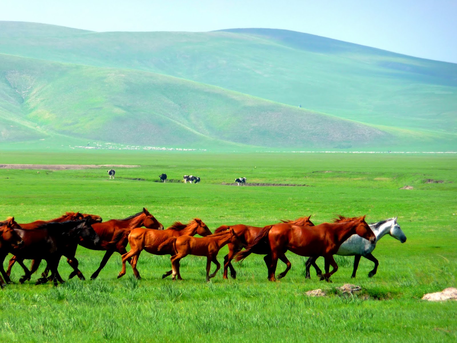 Mongolia Grassland