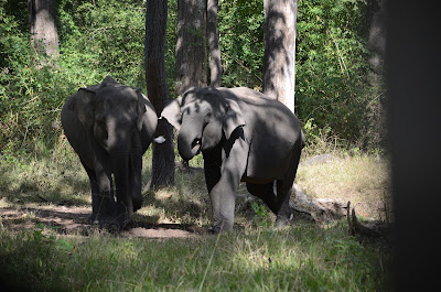 young indian tusker