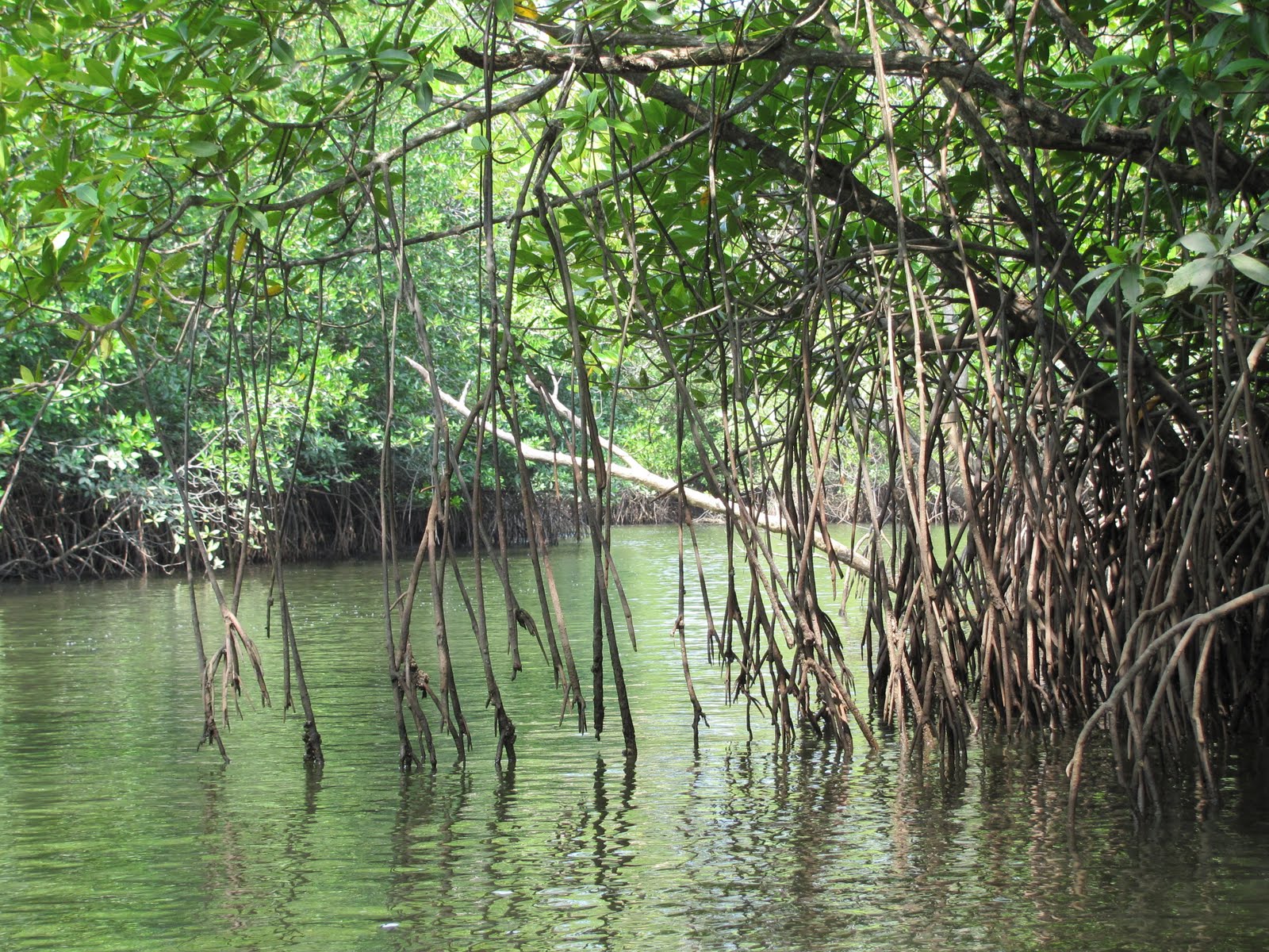 Mangrove Tree Roots