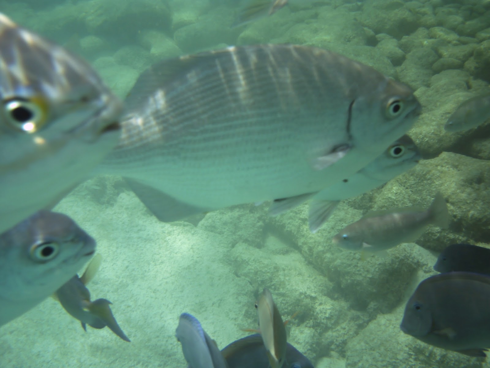 BirdsEyeViews Aruba, "The Happy Island" We Agree!