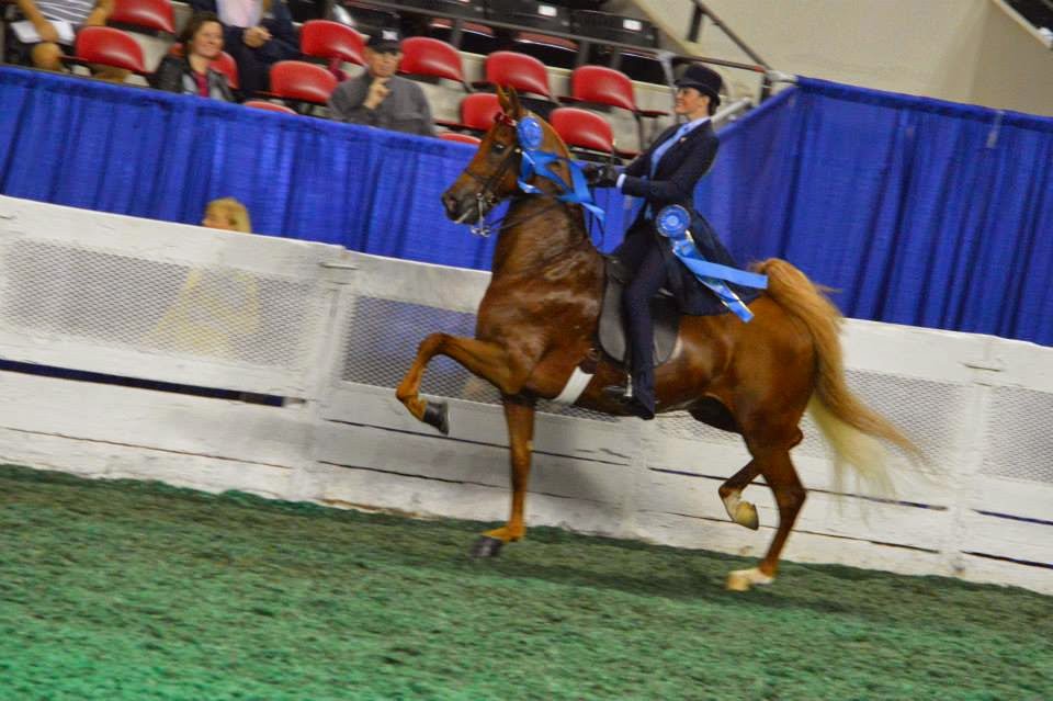 Eventing in Color Saddleseat World's Championship Horse Show