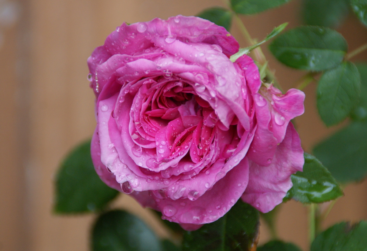 Organic Garden Dreams March Roses