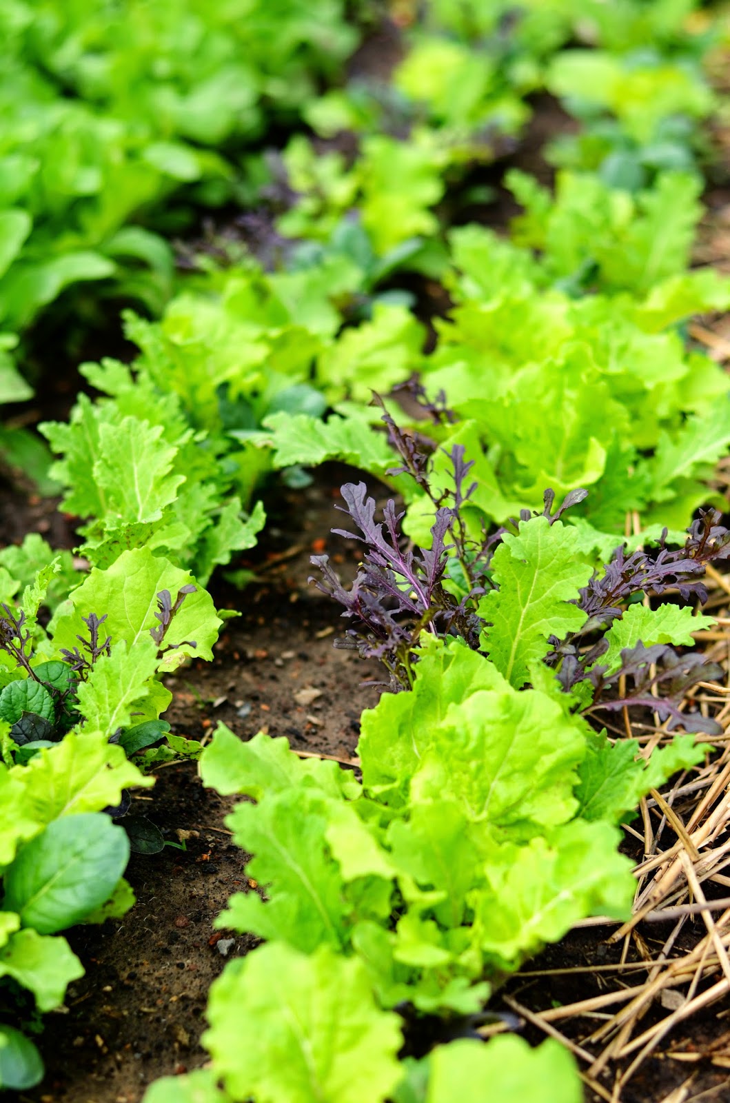 natalie creates growing greens a beginner's guide