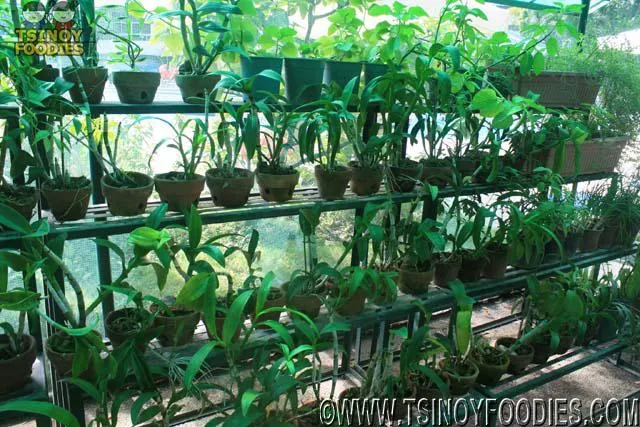 herbal plants herbal plants