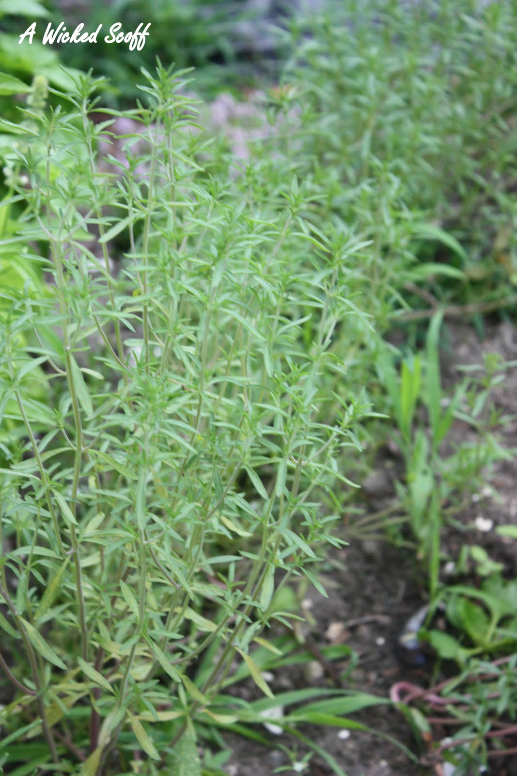 A Wicked Scoff...Newfoundland Food and Recipes with New England