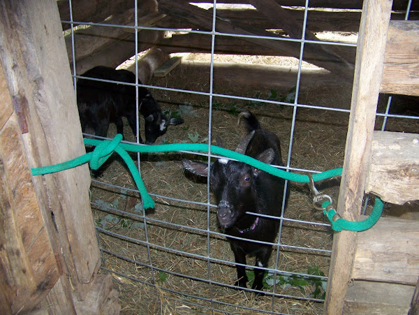 Pygmy goats