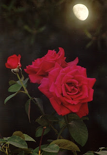 Rosas rojas - Imágenes -rosas rojas , luna