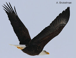 Bald Eagle (adult)