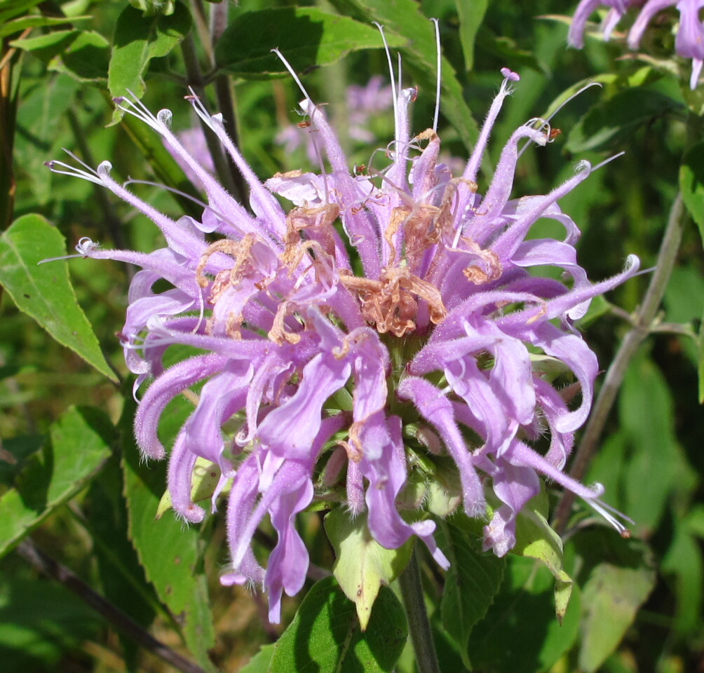 The Joyce Road Neighborhood Wildflower Wild Bergamot