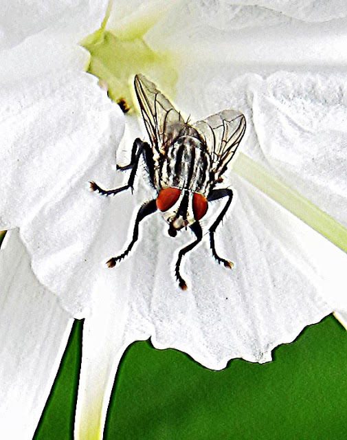 housefly on white flower