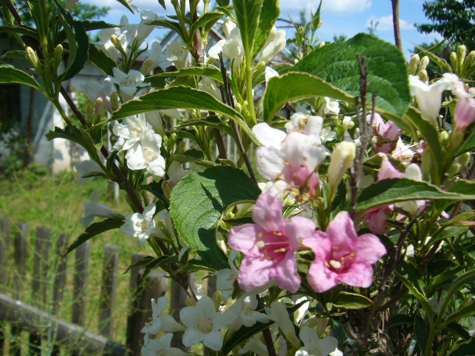 Zobacz Watek Krzewuszka Weigela Wymagania Uprawa Pielegnacja