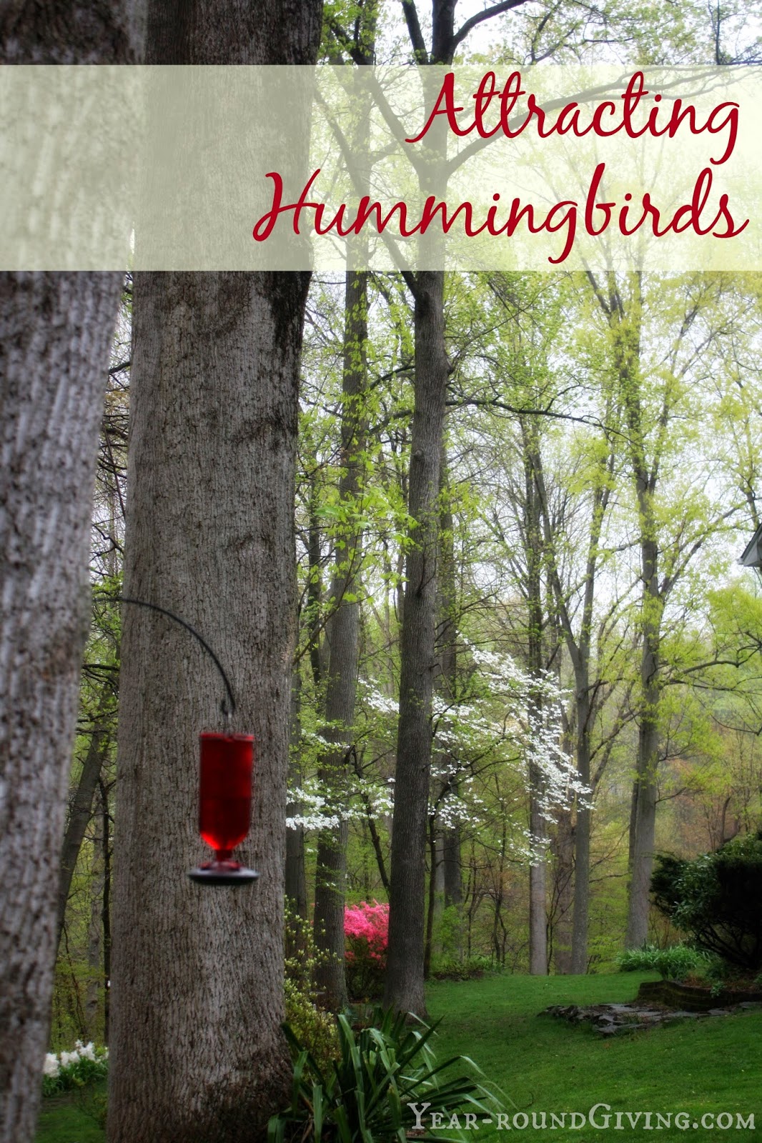How to attract hummingbirds
