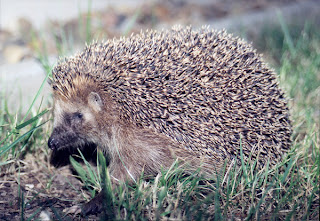 Ubuntu Hoary HEDGEHOG (5.04)