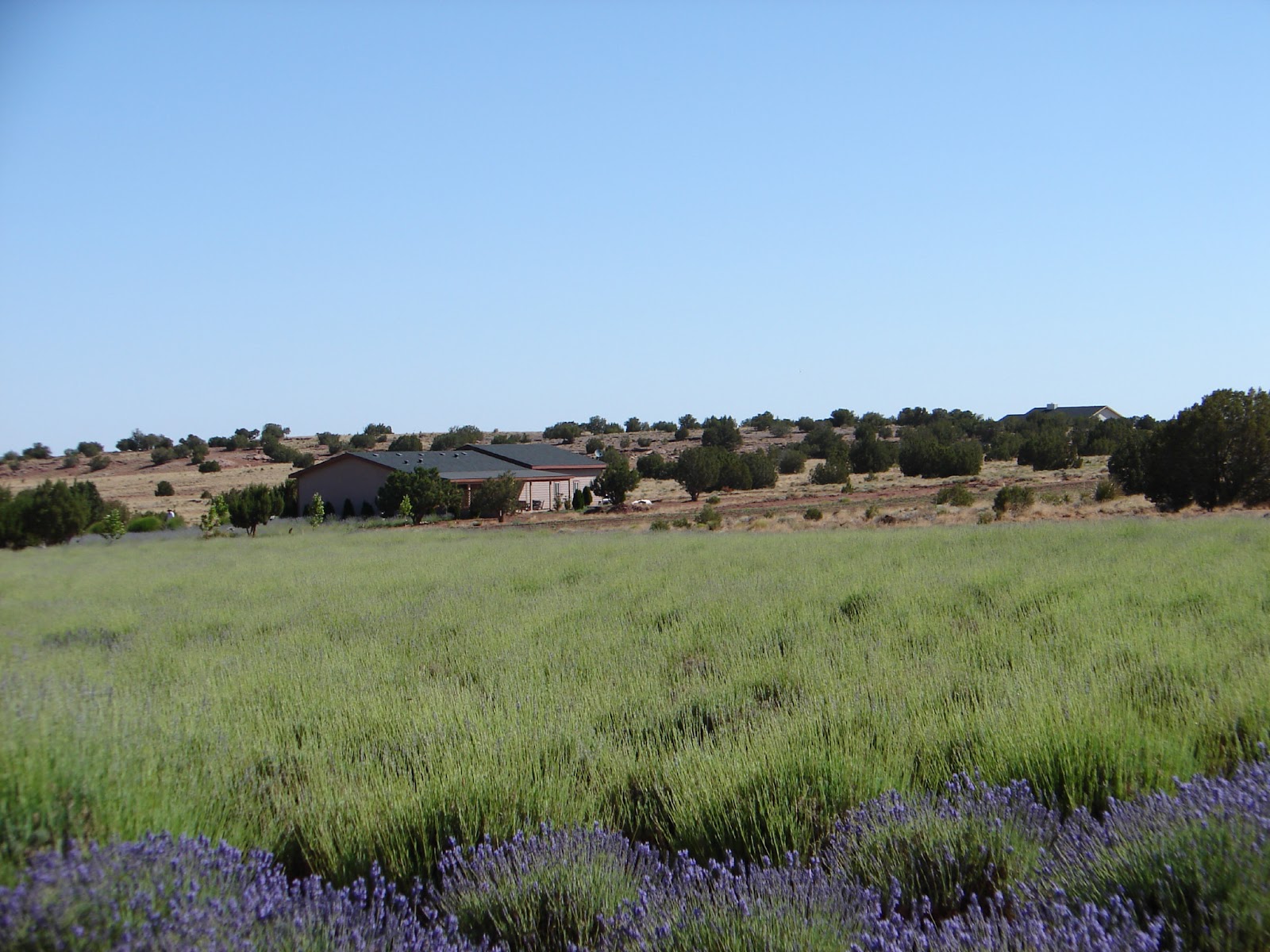 Finding Arizona Arizona Lavender Summer Festival