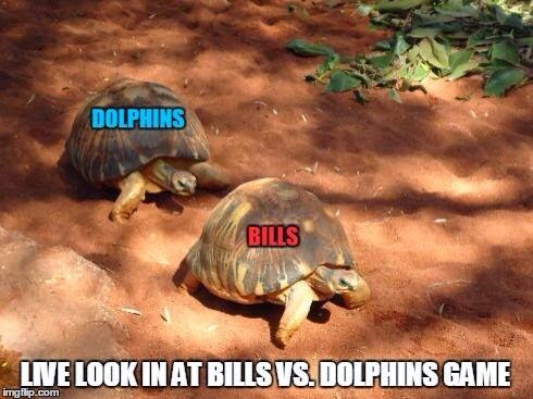 dolphins, bills. live look in at bills vs dolphins game