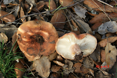 Lactarius rugatus