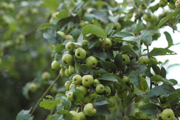 Appelboom